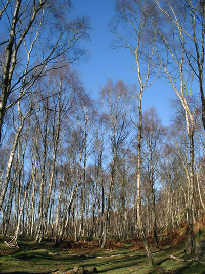 Silver Birch at Bolehill, Hope Valley